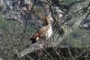 Egyptian Goose