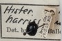 Margarinotus harrisii (Kirby, 1837)