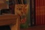Here kitty - kitty - kitty.