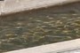 fishs...