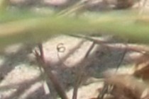 235426-210x140