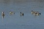 Mallard ducks
