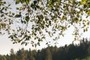Overhanging trees