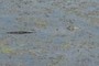 American Alligator