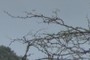 Acacia thorns