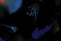 Black cat