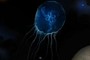 BlueJelly