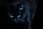 Purrrrrrr!!!