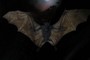 Vampire Bats!