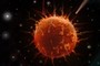 Zygote