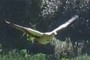 Egyptian Goose
