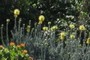 Proteas