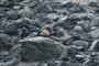 Cobble and boulders