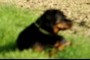 Rottweiler dog
