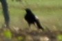 raven