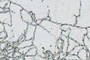 Hyphal Interactions
