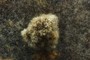 Sclerotia