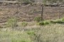 Use of forage by cattle grazing in different pastures can be observed using fence line contrasts.