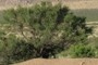 This rather large mesquite (Prosopis glandulosa) is next to a dirt tank that privides an additional watering point during the monsoonal rains of the summer.