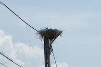 238302-210x140
