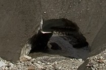 238583-210x140