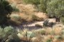 These streambeds support the trees surround the creek.