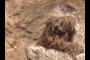 Empty nest