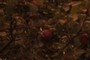 Apple Tree