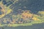 The turning aspen