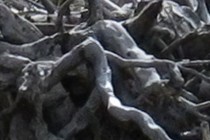 239076-210x140