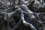 Roots
