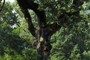 Oak Tree