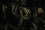 Ferns