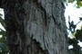 Bark