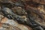Discontinuity