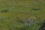 The hay meadow