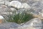 grass