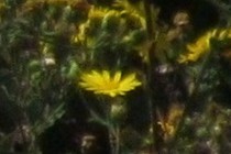 239597-210x140