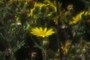 Yellow Flower