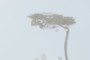 Tree top