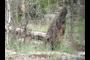 Fallen tree