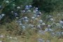 lavander