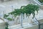 Grape vines