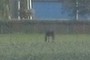 paard