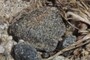 Diabase? pebble
