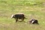 cows