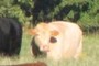 One of the local cows