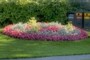Beautiful Flowers