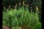 arundo donax