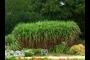 Miscanthus giganteus